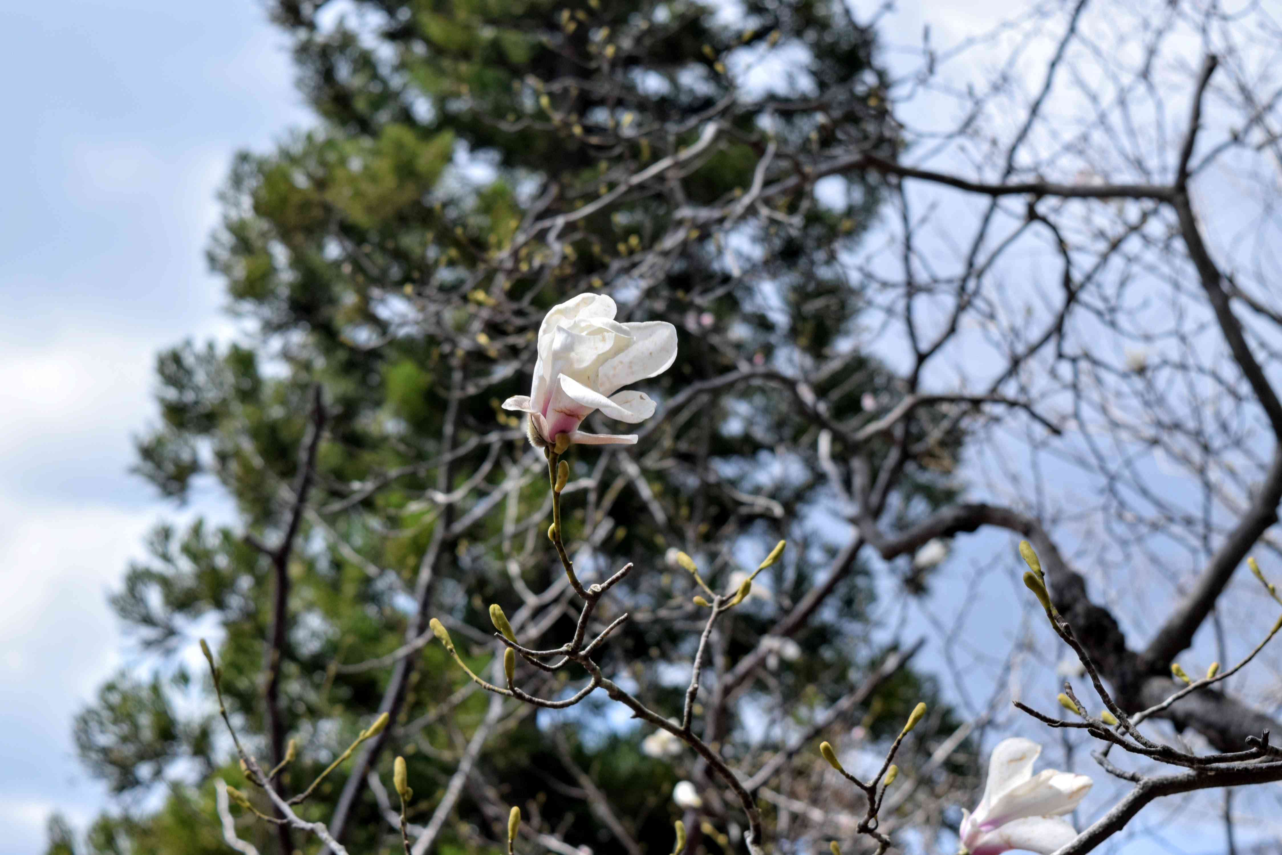  タムシバ開花